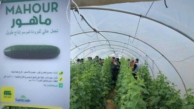 Mahour, el pepino de Fitó en Egipto